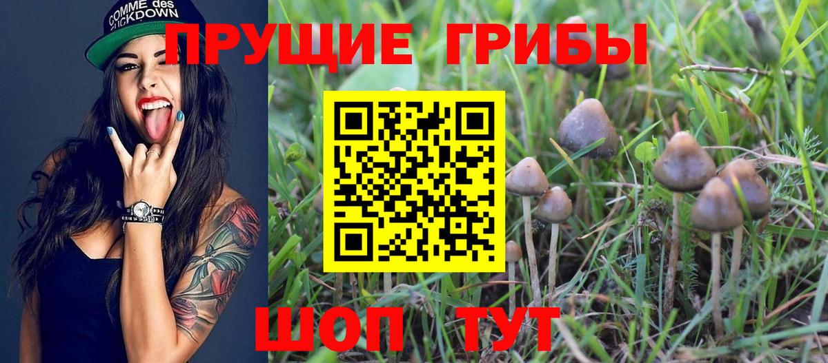 наркошоп  Вход с VPN  Троицк  Псилоцибиновые грибы GOLDEN TEACHER 